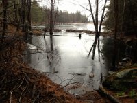 beavercofferdam.jpg