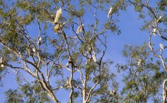 tree full of cockatoos.jpg