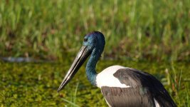 Male jabiru best.JPG