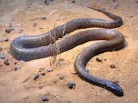 Inland taipan - Wikipedia