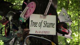 Tree of Shame 3.JPG