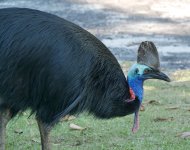 Netty Bay best Cassowary copy.jpg