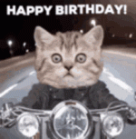 happy-birthday-cat.gif