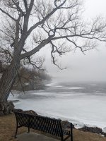 rice lake harwood tree foggy.jpg