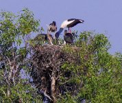 3chicks Jabiru nest.jpg